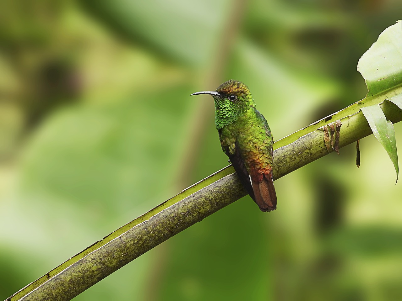 Attracting Hummingbirds to Your Garden